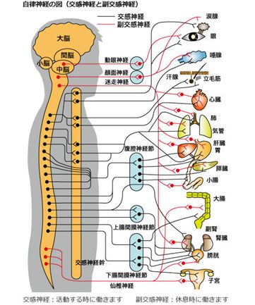 交感神経幹の走行イメージ