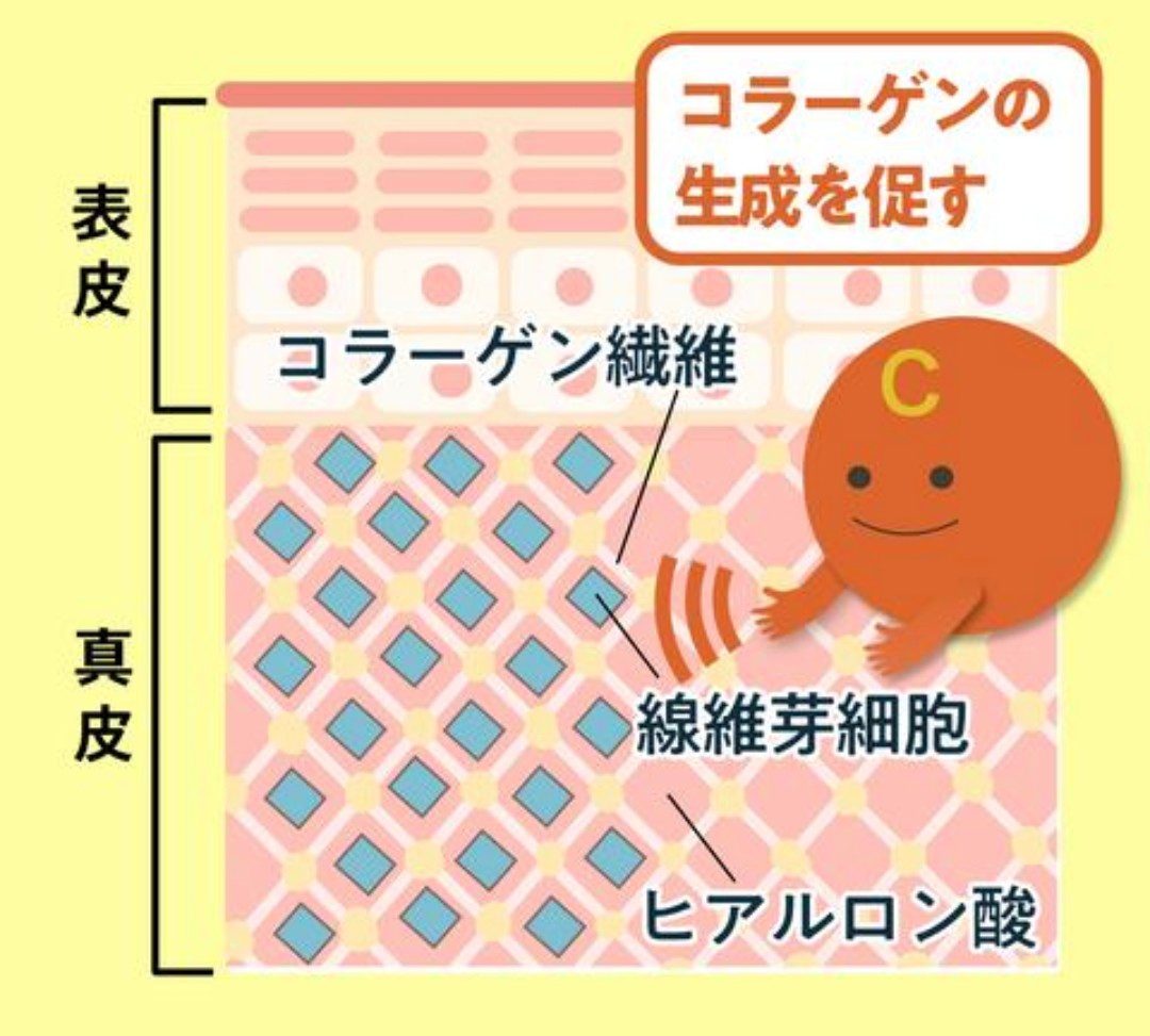 ビタミンCの抗酸化作用や健康効果のイメージ
