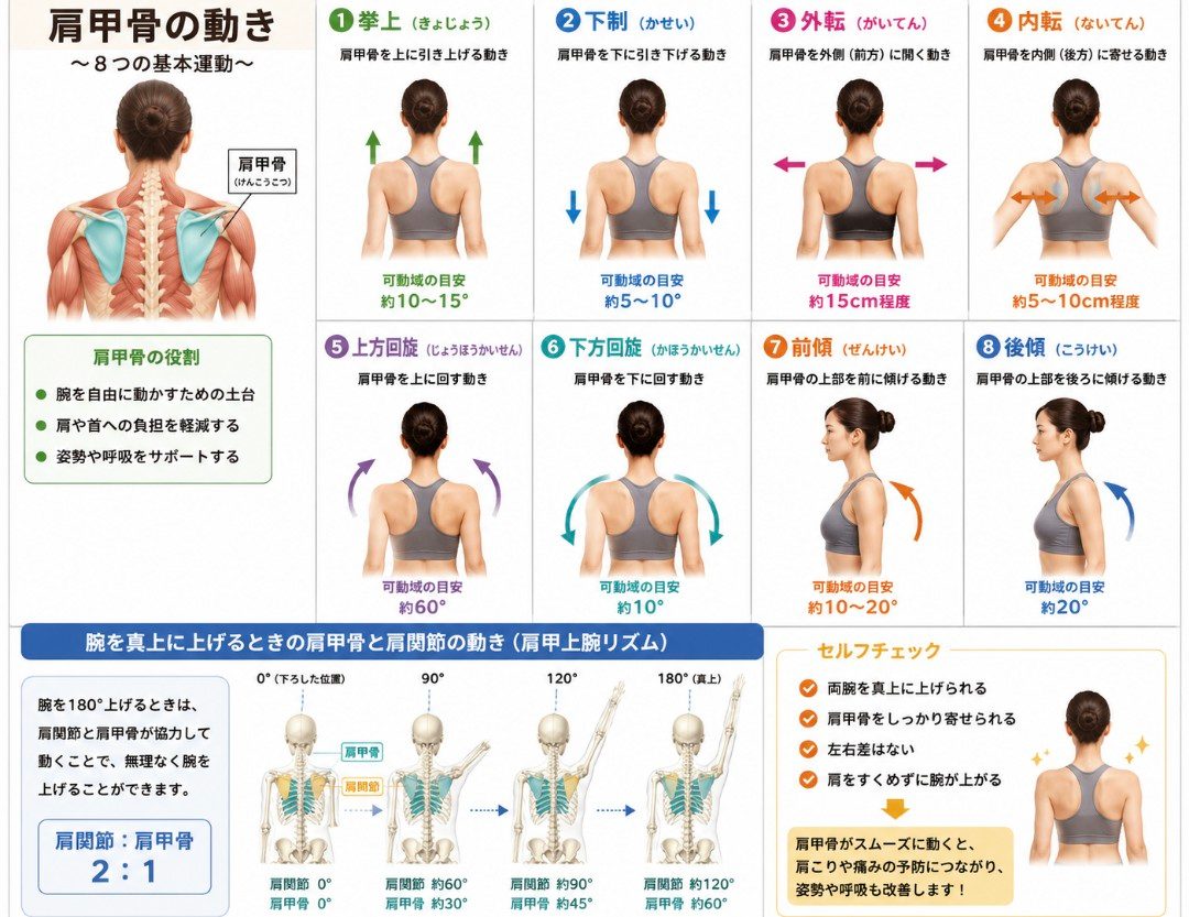 肩甲骨と姿勢・呼吸の関係